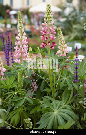 Plantes de Lupinus polyphyllus avec des fleurs de couleurs rose et bleue Banque D'Images