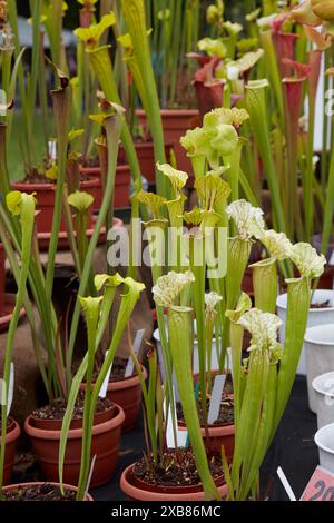 Sarracenia, pichet vert et plantes rouges dans des vases Banque D'Images