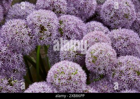 Allium giganteum ou fleurs pourpres ornementales d'oignon Banque D'Images