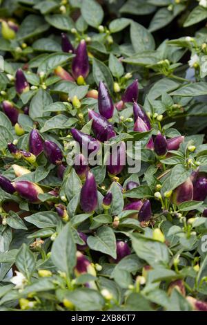 Capsicum annuum, piment aux fruits violets Banque D'Images