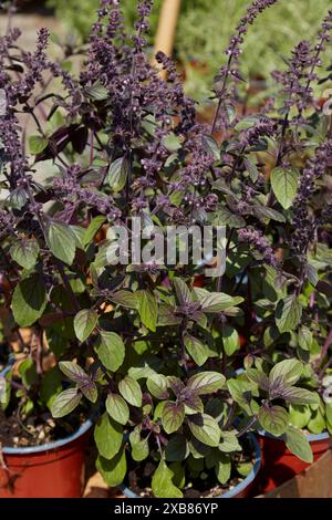 Ocimum kilimandscharicum, plants de basilic camphre avec des fleurs à la lumière du soleil Banque D'Images