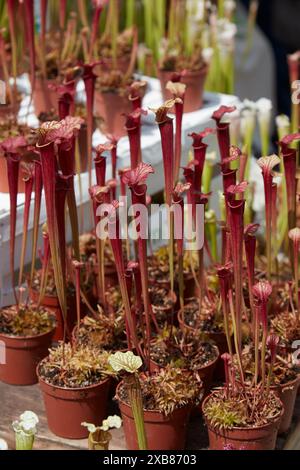 Sarracenia, pichet de plantes rouges dans des vases à la lumière du soleil Banque D'Images