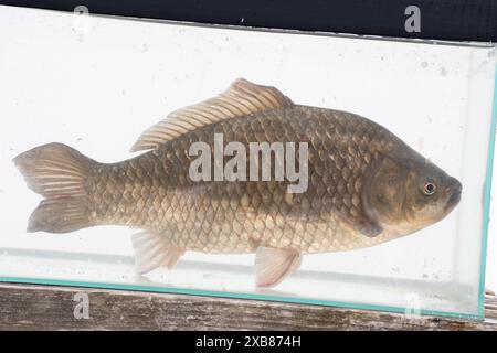 Carpe prussienne trouvée dans un lac anglais Banque D'Images