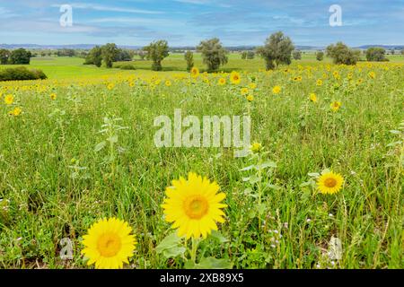 Géographie / voyage, Allemagne, Bavière, champ de tournesol, paysage près de Colmberg, INFORMATIONS-AUTORISATION-DROITS-SUPPLÉMENTAIRES-NON-DISPONIBLES Banque D'Images