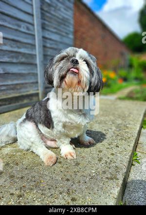 Un Shih Tzu est assis sur le trottoir, en tirant sa langue Banque D'Images
