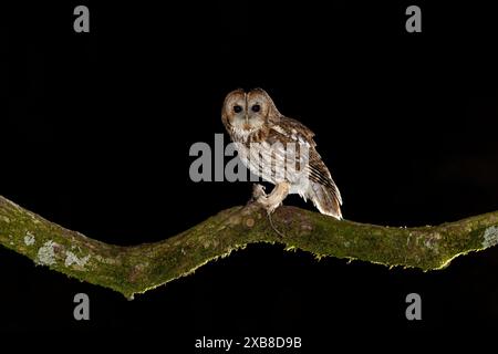 Tawny Owl perché sur une branche Banque D'Images