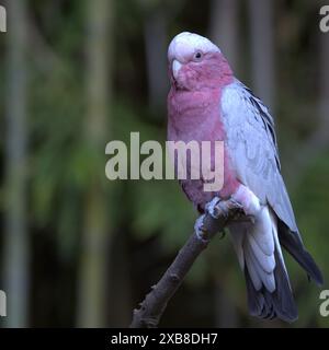 Une galah rose et grise sur une brindille Banque D'Images