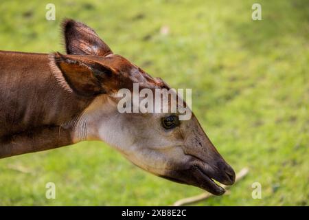 Gros plan d'un okapi dans une prairie verdoyante Banque D'Images