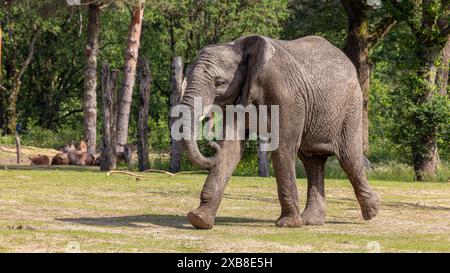 Un éléphant d'Afrique dans un champ herbeux à côté des arbres Banque D'Images