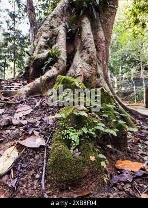 Racine d'arbre couverte de mousse, près de la grotte de la forêt tropicale à Perlis, Malaisie. Banque D'Images