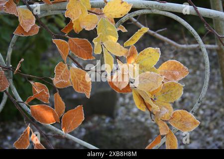 Botanique, feuilles de hêtre givrées sur un banc en métal à l'extérieur, DROITS-SUPPLÉMENTAIRES-AUTORISATION-INFO-NON-DISPONIBLE Banque D'Images