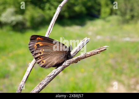 15.05.2024 / Saxe Anhalt Saxe-Anhalt Schmetterling Schmetterlinge Falter Biodiversität Insekt Insekten Nachtfalter Macroaufnahme Makroaufnahme Macrofoto Makrofoto Rundaugen-Mohrenfalter Früher Mohrenfalter Frühlings Mohrenfalter Erebia medusa *** 15 05 2024 Saxe Anhalt Saxe Anhalt papillons papillons papillons biodiversité insectes mouches Macro photo macro photo Macro photo Macro photo yeux ronds Moth Erebia medusa Banque D'Images