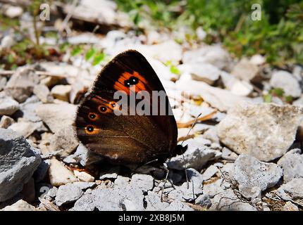 15.05.2024 / Saxe Anhalt Saxe-Anhalt Schmetterling Schmetterlinge Falter Biodiversität Insekt Insekten Nachtfalter Macroaufnahme Makroaufnahme Macrofoto Makrofoto Rundaugen-Mohrenfalter Früher Mohrenfalter Frühlings Mohrenfalter Erebia medusa *** 15 05 2024 Saxe Anhalt Saxe Anhalt papillons papillons papillons biodiversité insectes mouches Macro photo macro photo Macro photo Macro photo yeux ronds Moth Erebia medusa Banque D'Images