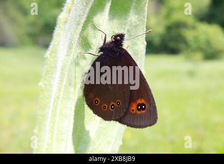 15.05.2024 / Saxe Anhalt Saxe-Anhalt Schmetterling Schmetterlinge Falter Biodiversität Insekt Insekten Nachtfalter Macroaufnahme Makroaufnahme Macrofoto Makrofoto Rundaugen-Mohrenfalter Früher Mohrenfalter Frühlings Mohrenfalter Erebia medusa *** 15 05 2024 Saxe Anhalt Saxe Anhalt papillons papillons papillons biodiversité insectes mouches Macro photo macro photo Macro photo Macro photo yeux ronds Moth Erebia medusa Banque D'Images