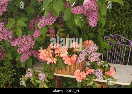 Botanique, syringa et rhododendron dans un panier sur une table en marbre dans un jardin avec lilas., DROITS-SUPPLÉMENTAIRES-AUTORISATION-INFO-NON-DISPONIBLE Banque D'Images