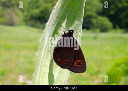 15.05.2024 / Saxe Anhalt Saxe-Anhalt Schmetterling Schmetterlinge Falter Biodiversität Insekt Insekten Nachtfalter Macroaufnahme Makroaufnahme Macrofoto Makrofoto Rundaugen-Mohrenfalter Früher Mohrenfalter Frühlings Mohrenfalter Erebia medusa *** 15 05 2024 Saxe Anhalt Saxe Anhalt papillons papillons papillons biodiversité insectes mouches Macro photo macro photo Macro photo Macro photo yeux ronds Moth Erebia medusa Banque D'Images