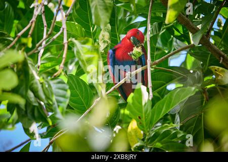 Eclectus de Papou, eclectus à faces rouges ou eclectus de Nouvelle-Guinée, Eclectus roratus, Raja Ampat Biodiversity nature Resort, Waigeo, Raja Ampat, Papouasie occidentale Banque D'Images