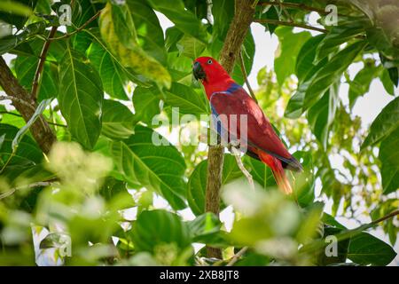 Eclectus de Papou, eclectus à faces rouges ou eclectus de Nouvelle-Guinée, Eclectus roratus, Raja Ampat Biodiversity nature Resort, Waigeo, Raja Ampat, Papouasie occidentale Banque D'Images