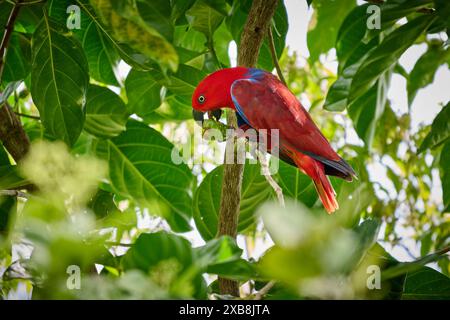 Eclectus de Papou, eclectus à faces rouges ou eclectus de Nouvelle-Guinée, Eclectus roratus, Raja Ampat Biodiversity nature Resort, Waigeo, Raja Ampat, Papouasie occidentale Banque D'Images