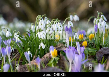 Botanique, crocus et goutte de neige dans un parterre de fleurs, ATTENTION! POUR GREETINGCARD-USE / POSTCARD-USE DANS LES PAYS GERMANOPHONES, CERTAINES RESTRICTIONS PEUVENT S'APPLIQUER Banque D'Images