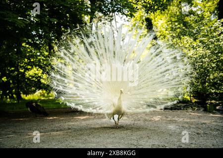 Un paon blanc solitaire affiche des plumes étalées pour un portrait Banque D'Images