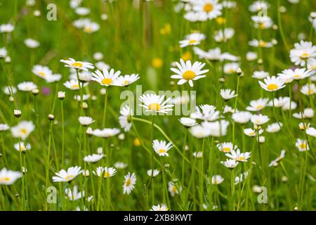 Botanique, marguerites (Leucanthemum vulgare), ATTENTION ! POUR GREETINGCARD-USE / POSTCARD-USE DANS LES PAYS GERMANOPHONES, CERTAINES RESTRICTIONS PEUVENT S'APPLIQUER Banque D'Images