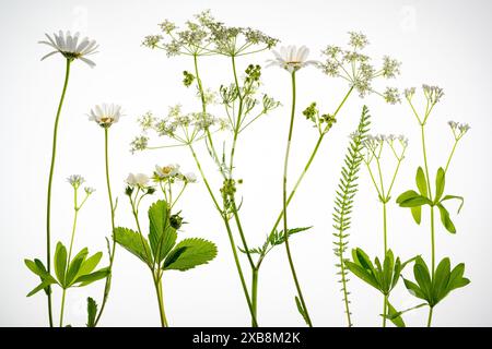 Botanique, marguerite, ATTENTION ! POUR GREETINGCARD-USE / POSTCARD-USE DANS LES PAYS GERMANOPHONES, CERTAINES RESTRICTIONS PEUVENT S'APPLIQUER Banque D'Images
