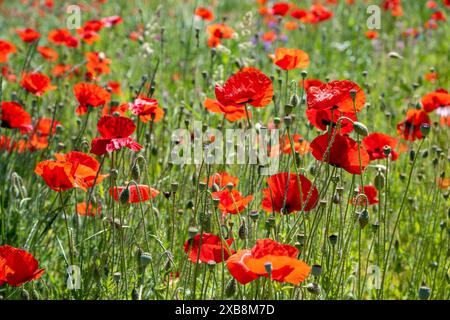 Botanique, pavot de maïs (Papaver rhoeas), ATTENTION ! POUR GREETINGCARD-USE / POSTCARD-USE DANS LES PAYS GERMANOPHONES, CERTAINES RESTRICTIONS PEUVENT S'APPLIQUER Banque D'Images