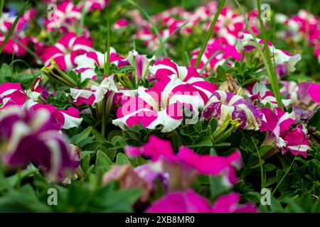 Petunia axillaris et rose, blanc, violet et à fleurs noires. Pétunia Reine de cœur Banque D'Images