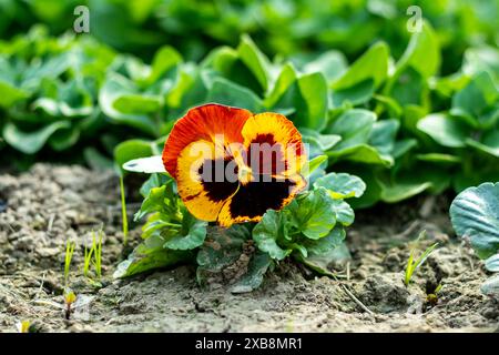 La panse est une violette cultivée populaire du genre Viola dans la famille des Violaceae. Les pansies poussent mieux en plein soleil à l'ombre partielle, tandis que violet Banque D'Images