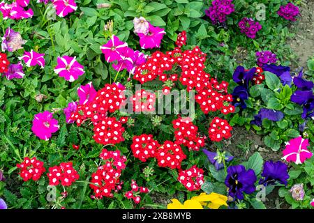 Pétunia Reine de cœur. Un pétunia bicolore qui affiche cinq coeurs rouges. Les fleurs rayées Petunias sont une grande plante. Des rayures rouges et blanches s'ajoutent Banque D'Images