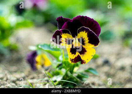 Les pansies fleurissent toute l'année mais sont particulièrement utiles en hiver lorsque peu d'autres fleurs sont en fleurs. Pansy est une plusieurs violettes cultivées populaires de la Banque D'Images