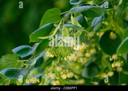 Branches de tilleul fraîchement fleuries avec des feuilles vertes éclatantes et des fleurs jaunes délicates. Branches d'arbre avec fleurs fraîches. Banque D'Images