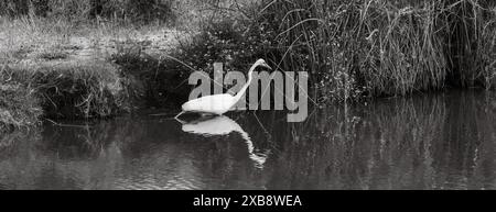 Image monochrome d'un cygne important avec un long bec Banque D'Images