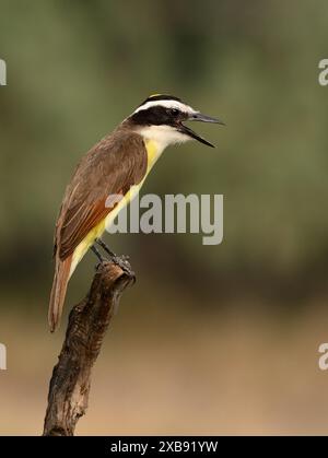 Un grand pitanga (Pitangus sulphuratus) est assis sur une branche d'arbre Banque D'Images