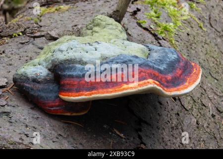 Red-Belted Conk, un champignon de pourriture de la tige Banque D'Images