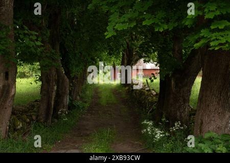 Chemin romantique bordé de vieux érables norvégiens et de murs en pierre empilés, menant à une maison traditionnelle suédoise en bois Banque D'Images