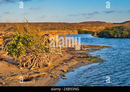 Yardie Creek dans le parc national de Cape Range, Australie occidentale. Les roches calcaires brun-rougeâtre s'illuminent sous le soleil du soir. Mangrove dans le premier groupe Banque D'Images