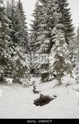 Les pins sont hauts dans un paysage enneigé près d'un ruisseau Banque D'Images