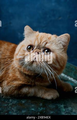 Gros plan d'un chat Shorthair exotique orange avec des yeux expressifs et un visage plat, posé sur un fond bleu. Banque D'Images