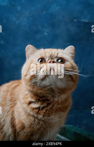 Gros plan d'un chat Shorthair exotique orange avec des yeux expressifs et un visage plat, posé sur un fond bleu. Banque D'Images