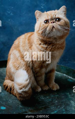 Gros plan d'un chat Shorthair exotique orange avec des yeux expressifs et un visage plat, posé sur un fond bleu. Banque D'Images