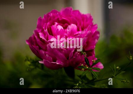 Gros plan d'une fleur de pivoine rose vibrante en fleur Banque D'Images