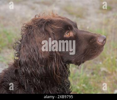 ÉPAGNEUL ALLEMAND ou chien de chasse Deutscher Wachtelhun. Banque D'Images