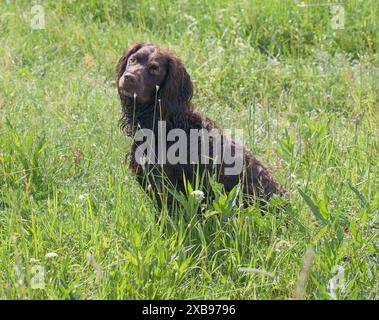 ÉPAGNEUL ALLEMAND ou chien de chasse Deutscher Wachtelhun. Banque D'Images