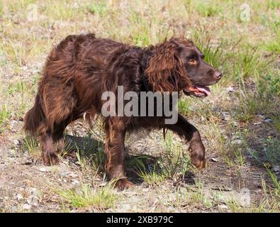 ÉPAGNEUL ALLEMAND ou chien de chasse Deutscher Wachtelhun. Banque D'Images