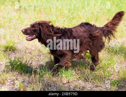 ÉPAGNEUL ALLEMAND ou chien de chasse Deutscher Wachtelhun. Banque D'Images