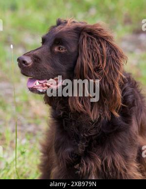 ÉPAGNEUL ALLEMAND ou chien de chasse Deutscher Wachtelhun. Banque D'Images