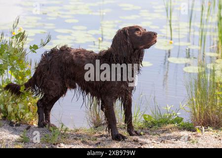 ÉPAGNEUL ALLEMAND ou chien de chasse Deutscher Wachtelhun. Banque D'Images