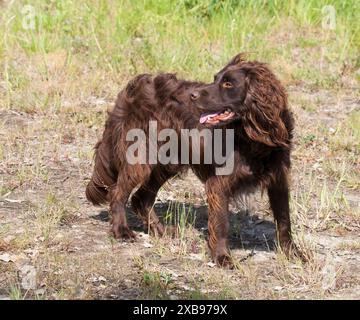 ÉPAGNEUL ALLEMAND ou chien de chasse Deutscher Wachtelhun. Banque D'Images